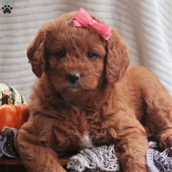 Orabelle, Mini Labradoodle Puppy